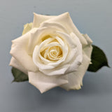 Avalanche white Rose