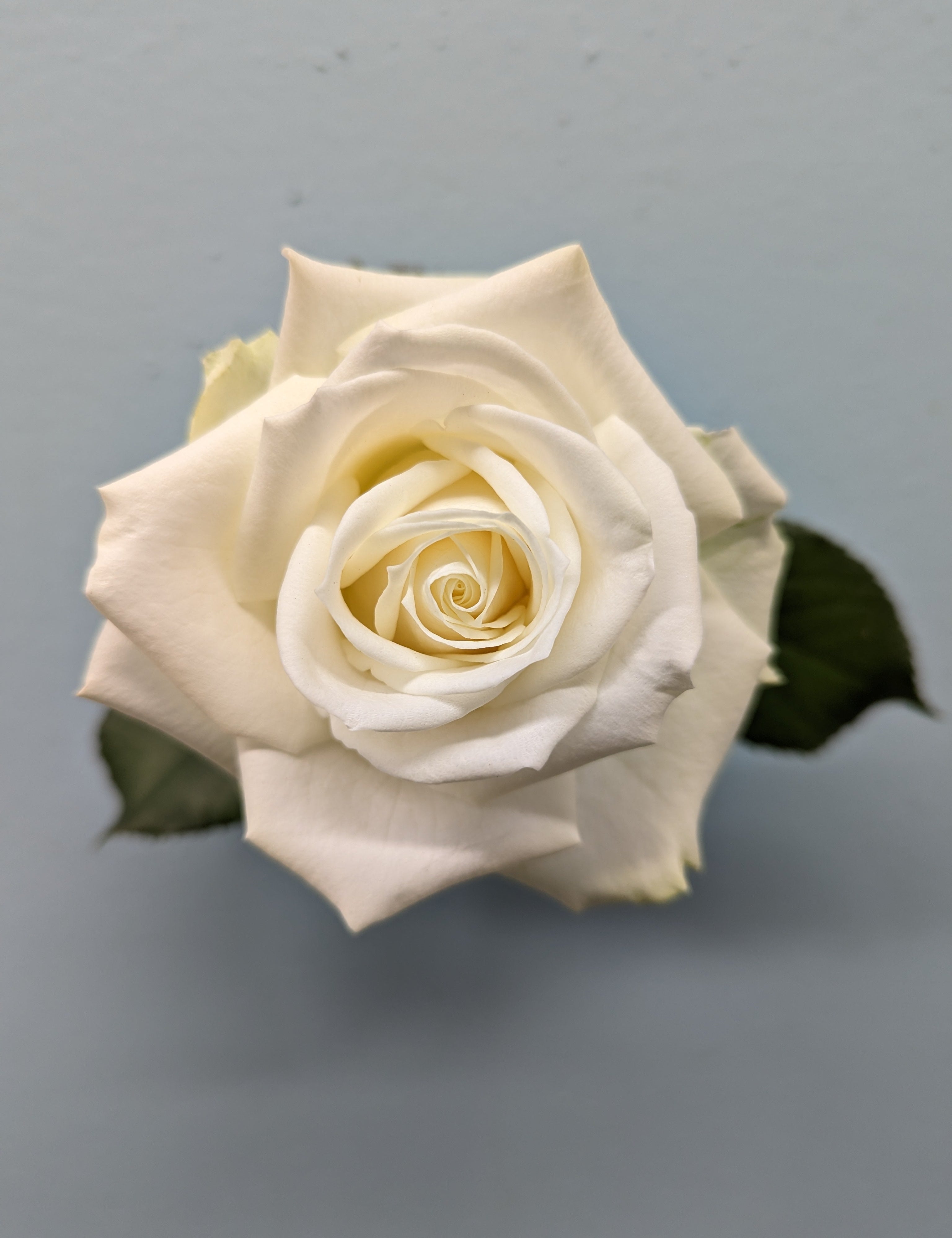 Avalanche white Rose