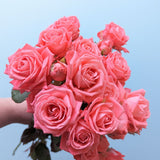 Barbados Rose Spray Pink