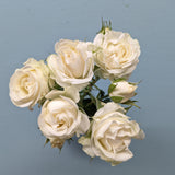 Belarus White Rose Spray
