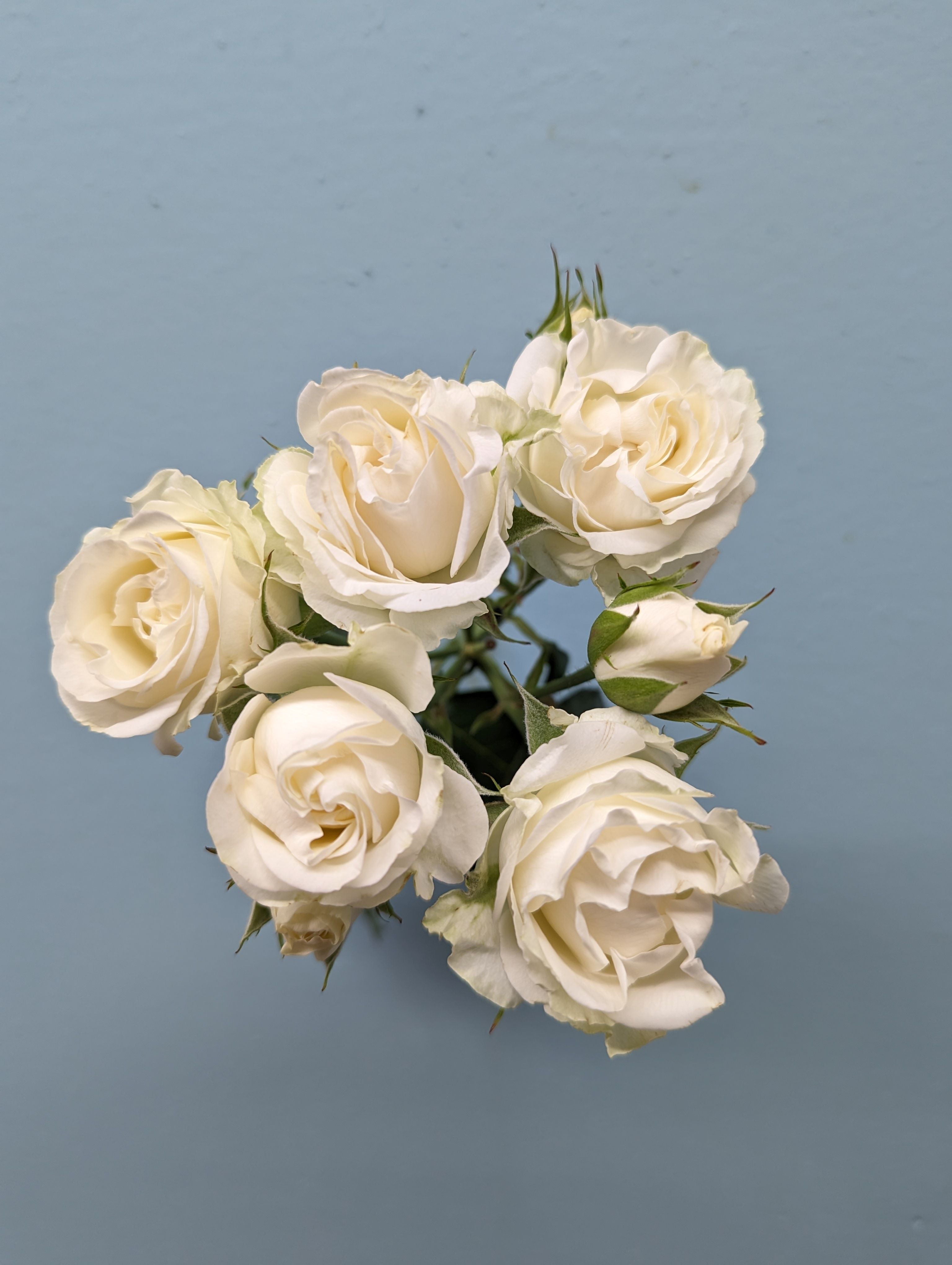 Belarus White Rose Spray