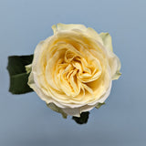 Buttercup Yellow Rose