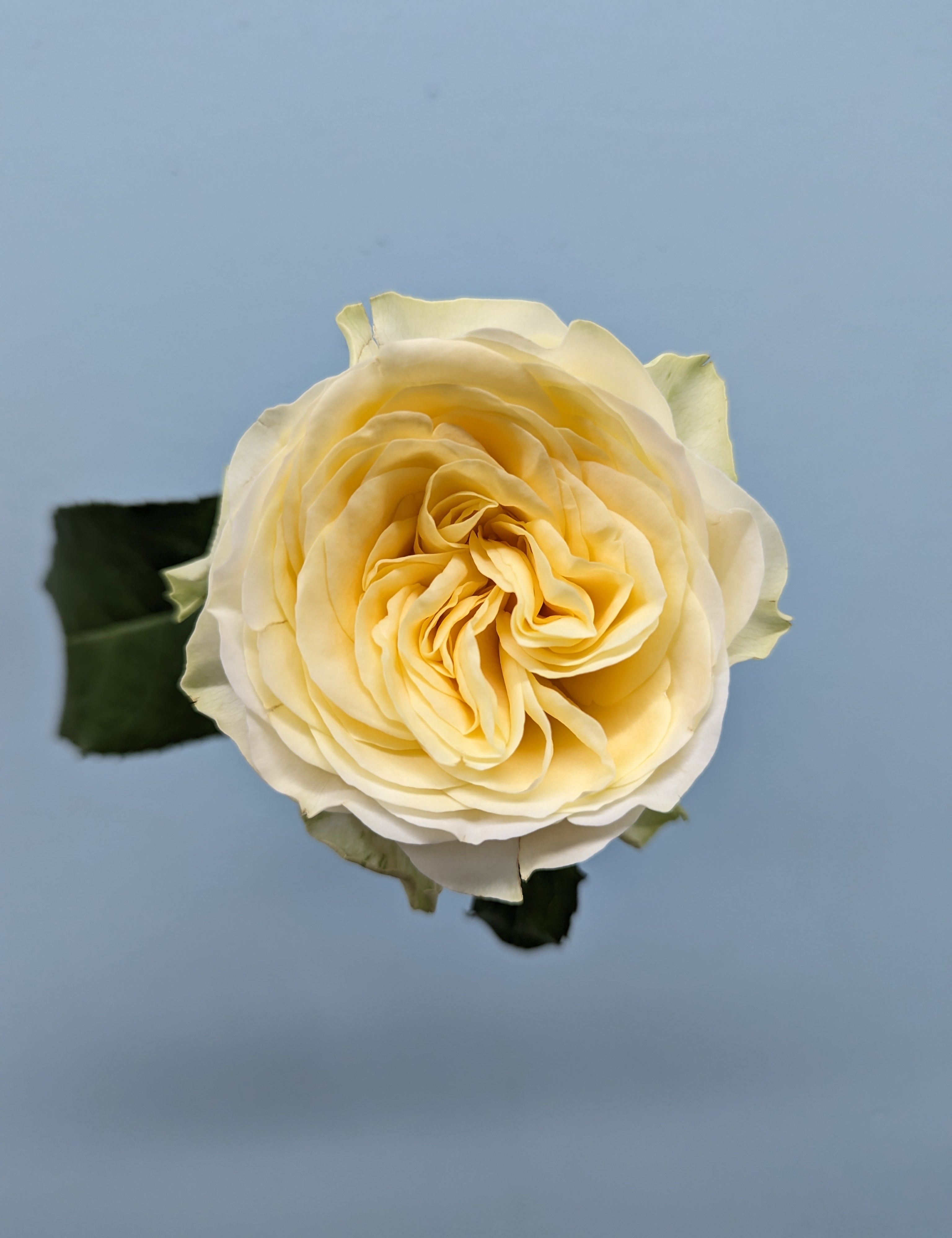 Buttercup Yellow Rose