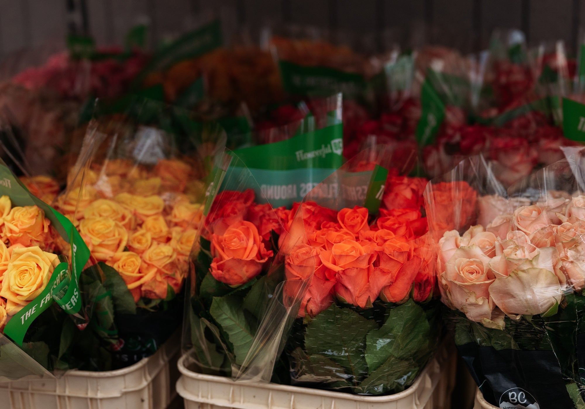 Baskets of colorful roses with visible brand labels in a market setting.