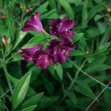 Alstroemerias