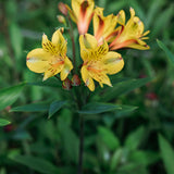 Alstroemerias