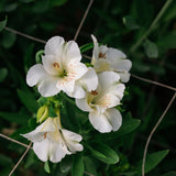 Alstroemerias