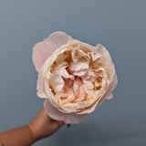 Gorki Park Peach Garden Rose