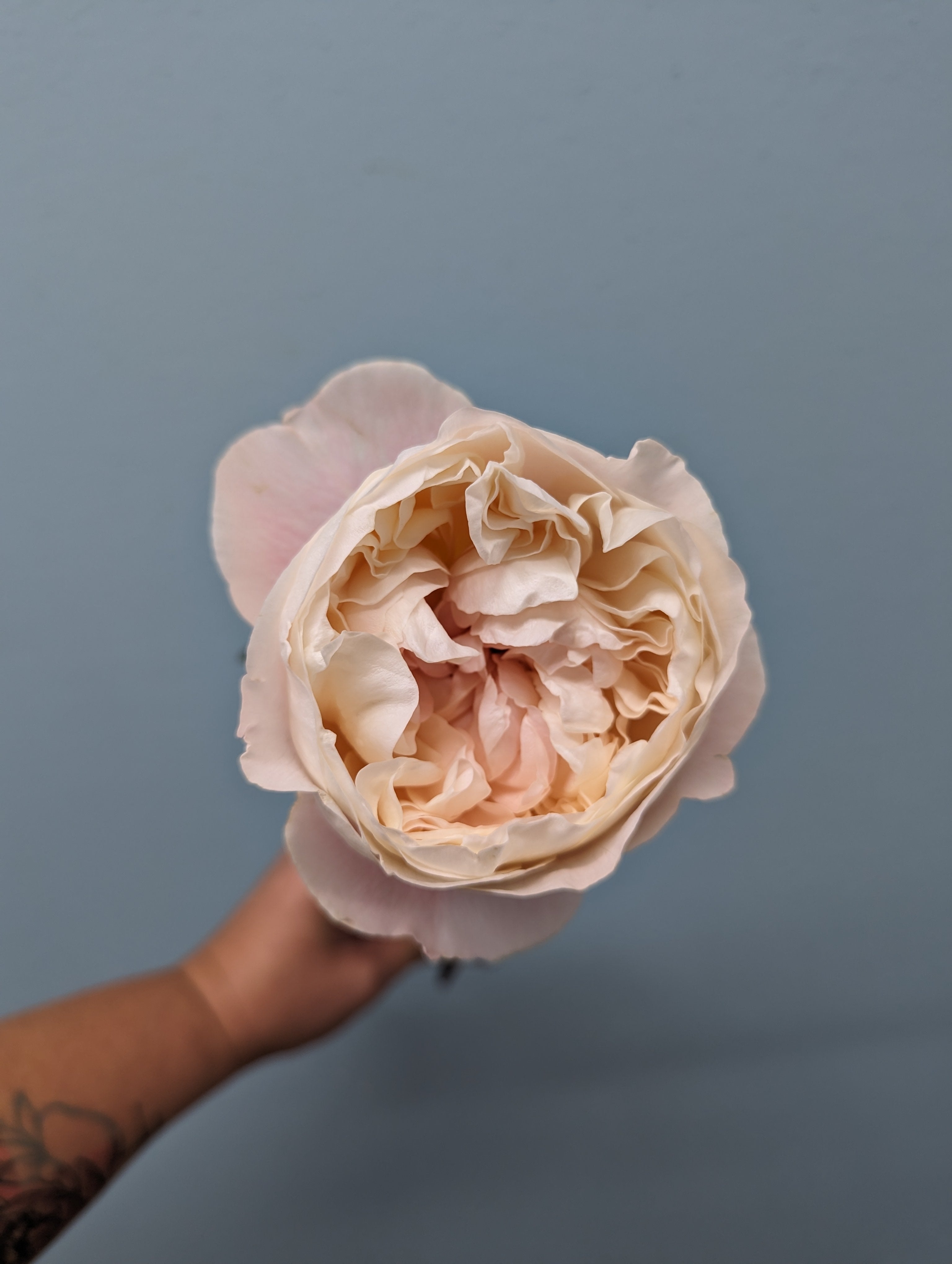 Gorki Park Peach Garden Rose