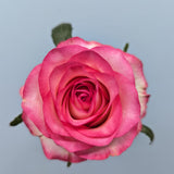 Jumilla Pink Rose