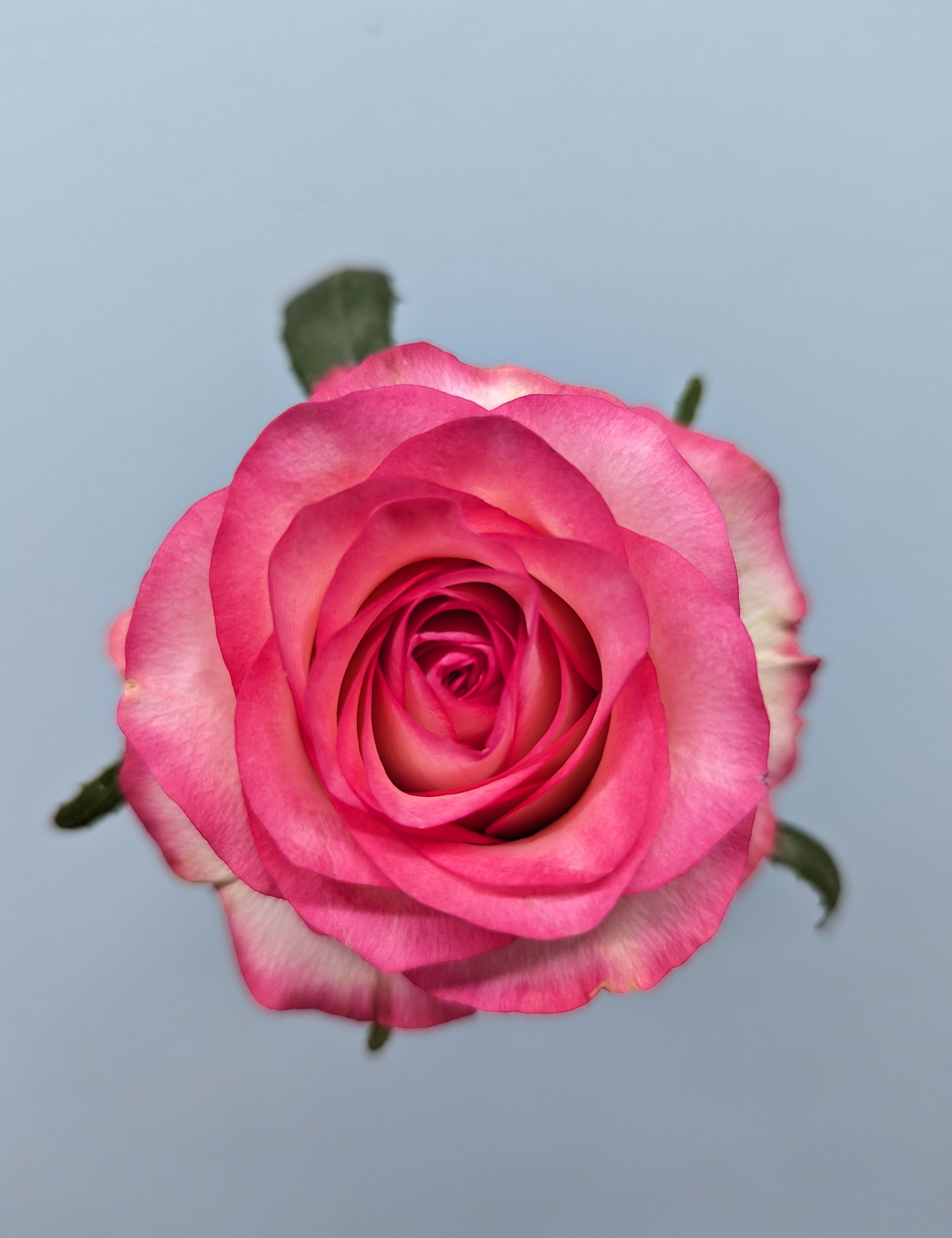 Jumilla Pink Rose