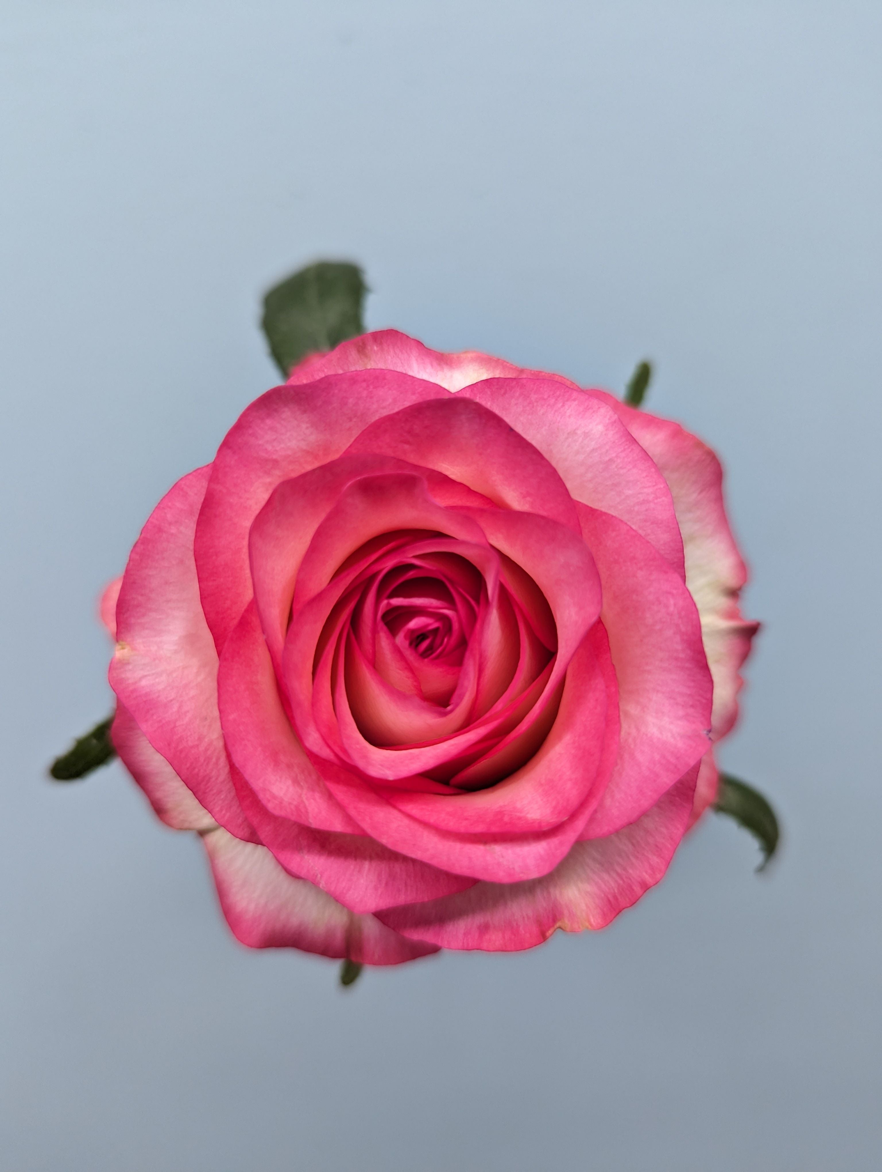 Jumilla Pink Rose