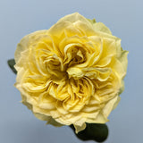 Kensington Gold Garden Rose Yellow