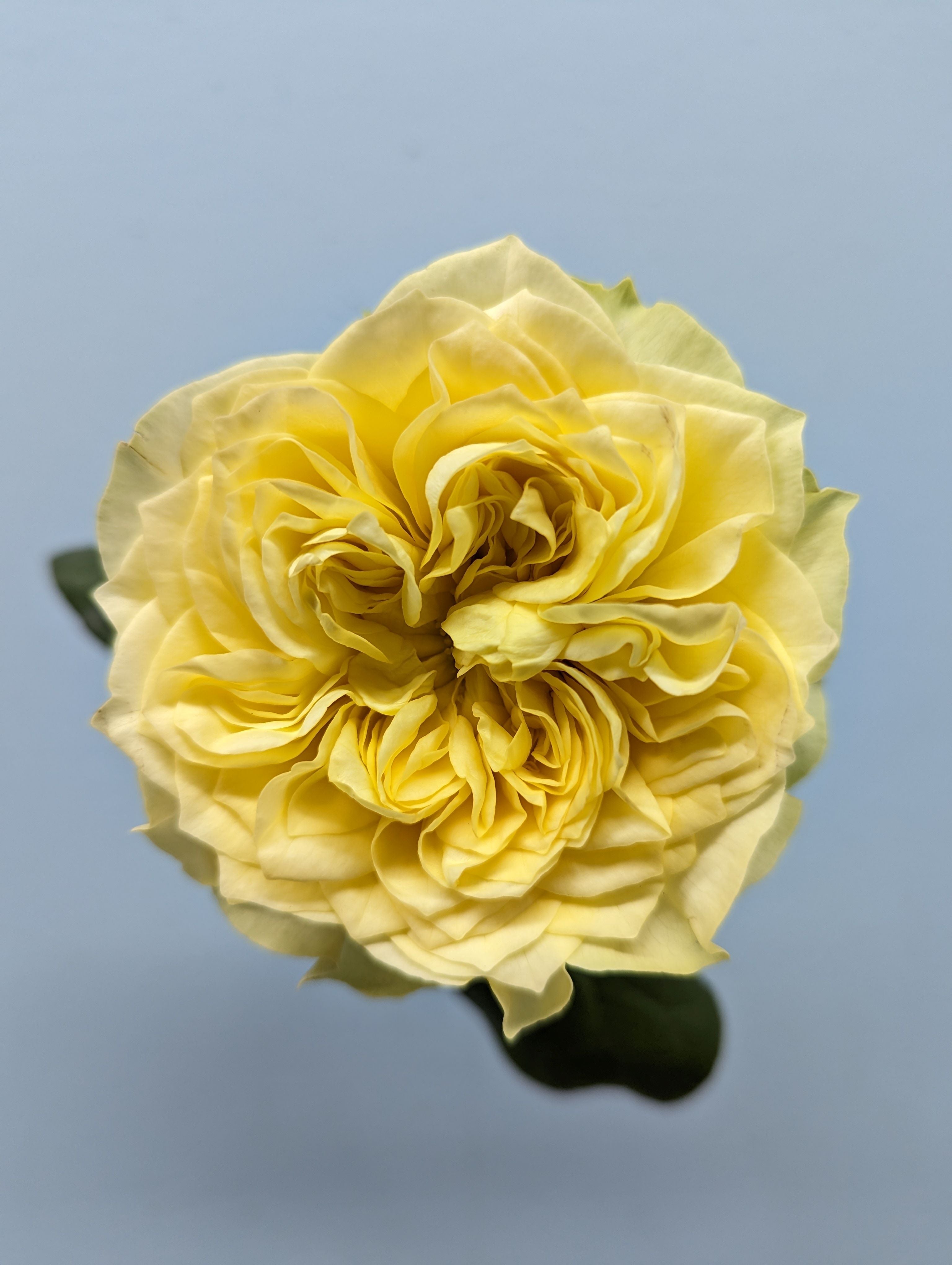 Kensington Gold Garden Rose Yellow