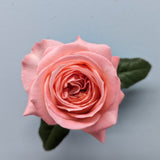 London Eye Coral Garden Rose