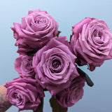 Maritime Purple Rose