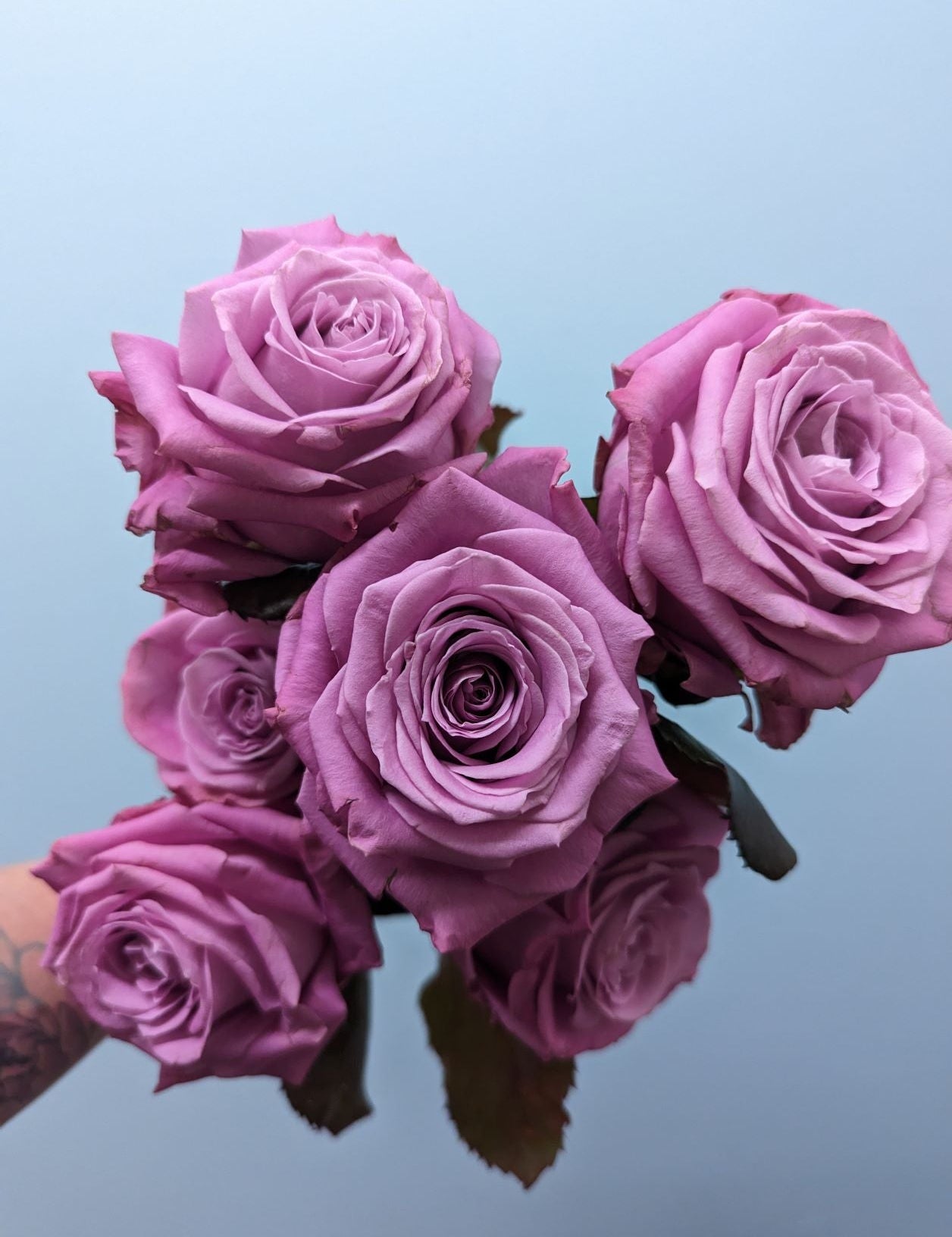 Maritime Purple Rose