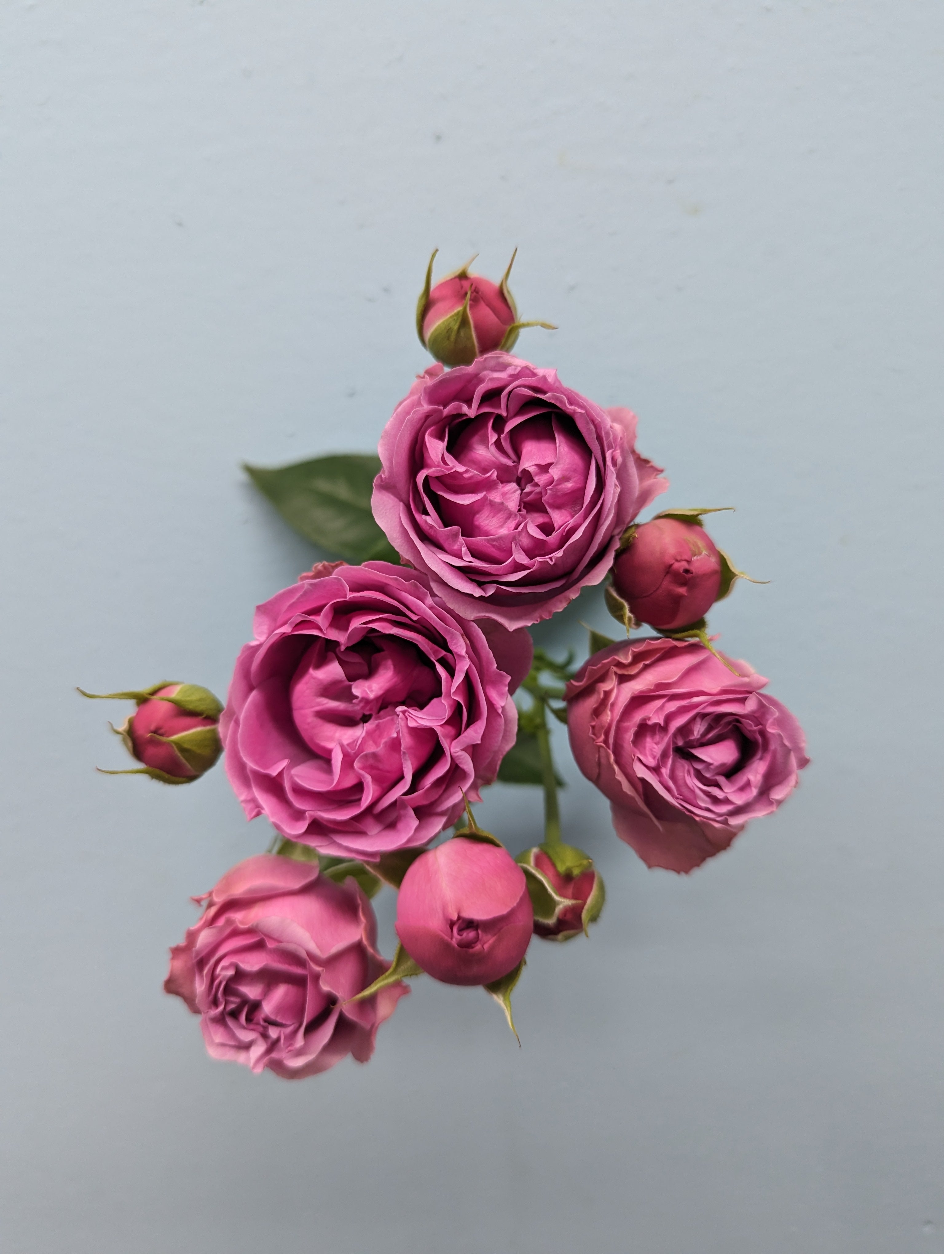 Mystic Bubbles Purple Rose Spray