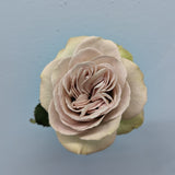 Notre Dam Grey Rose