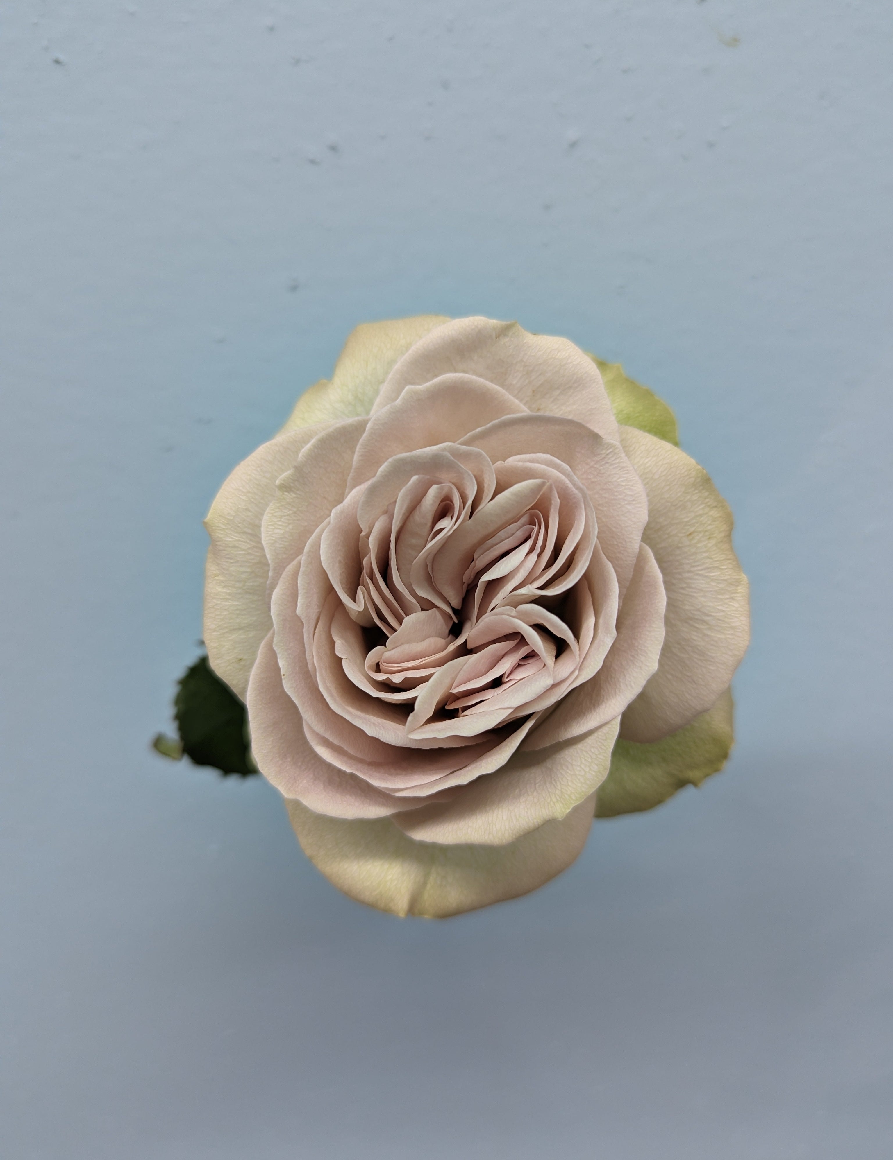 Notre Dam Grey Rose