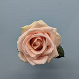 Pearl Avalanche Peach Rose