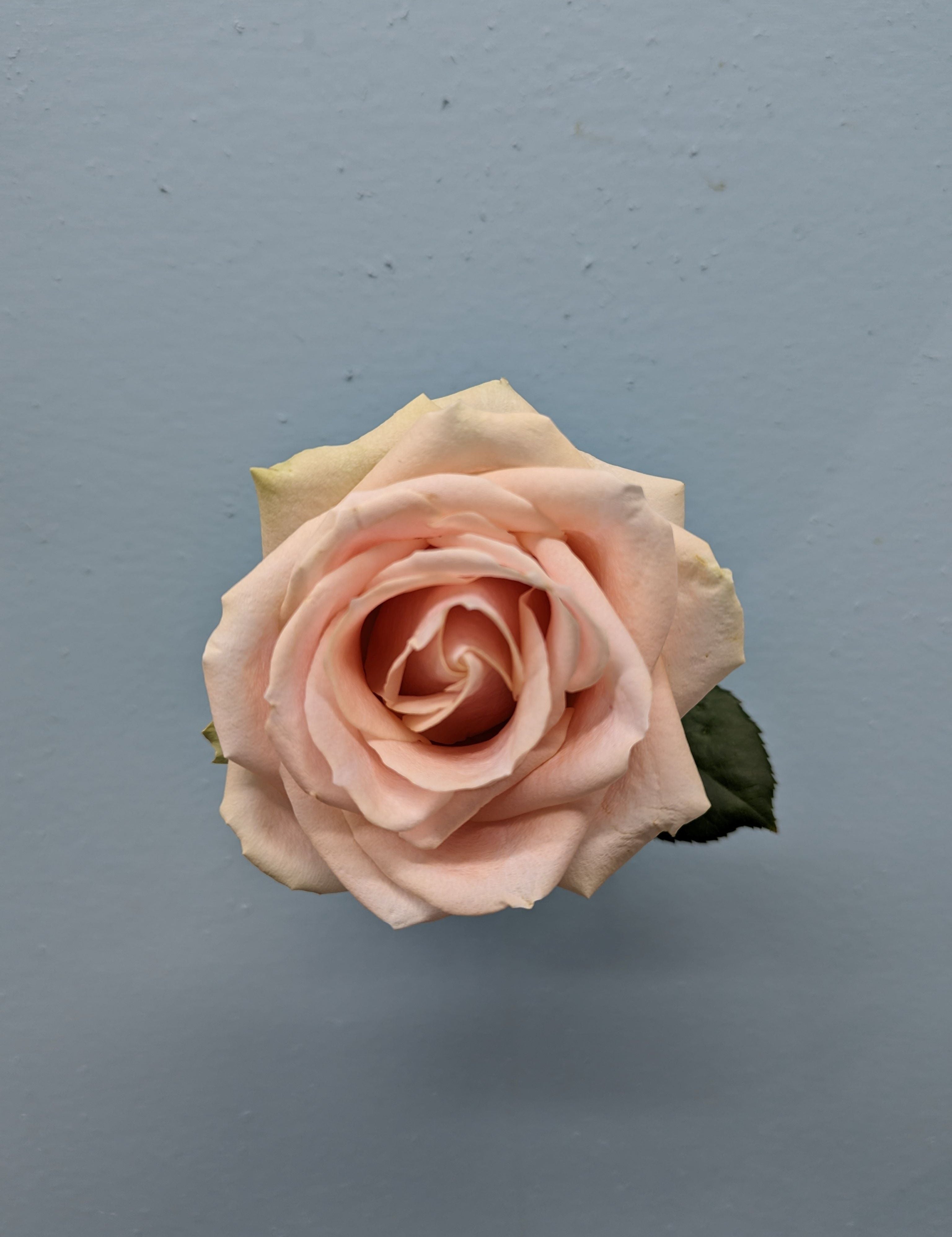 Pearl Avalanche Peach Rose