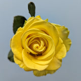 Penny Lane Yellow Rose