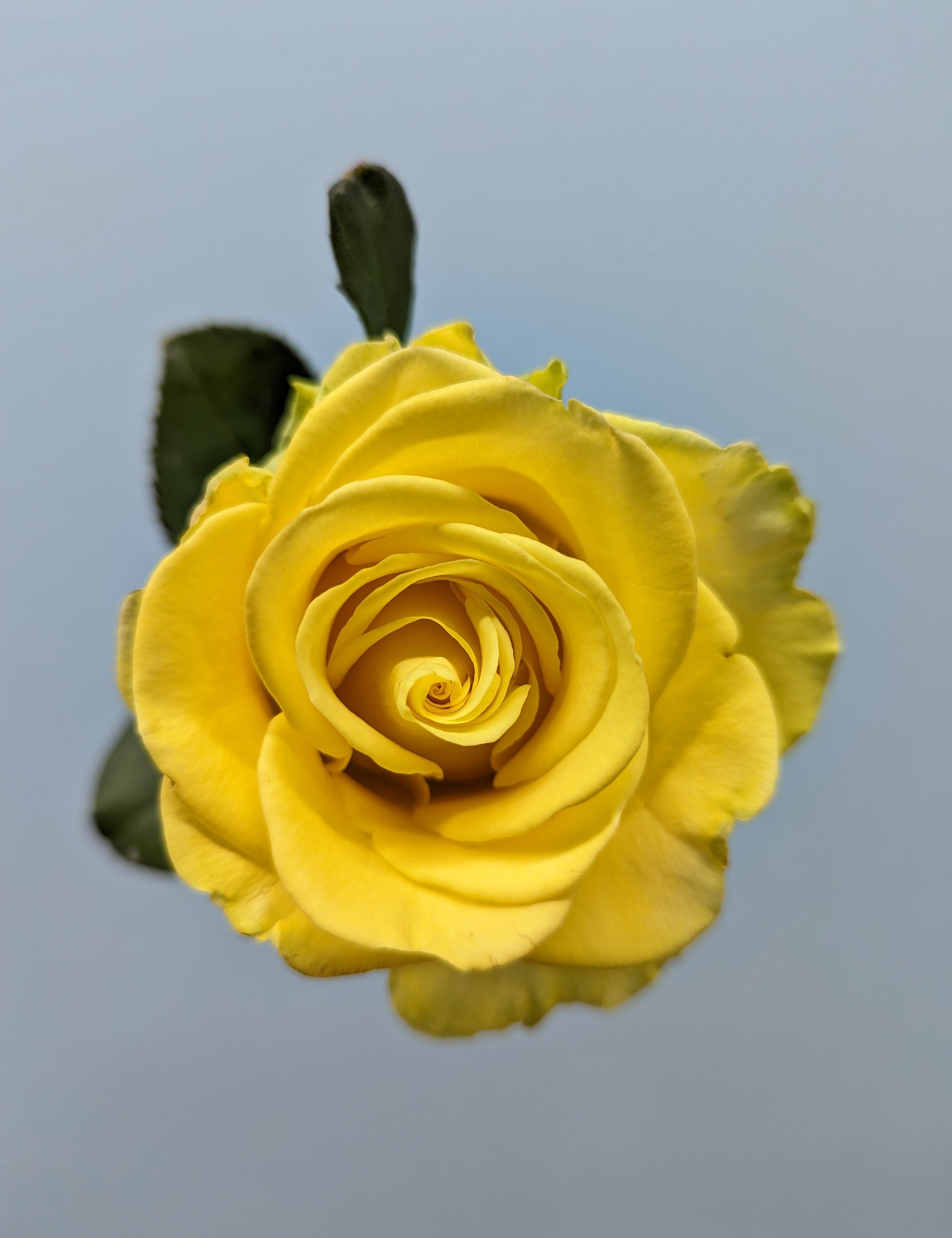 Penny Lane Yellow Rose