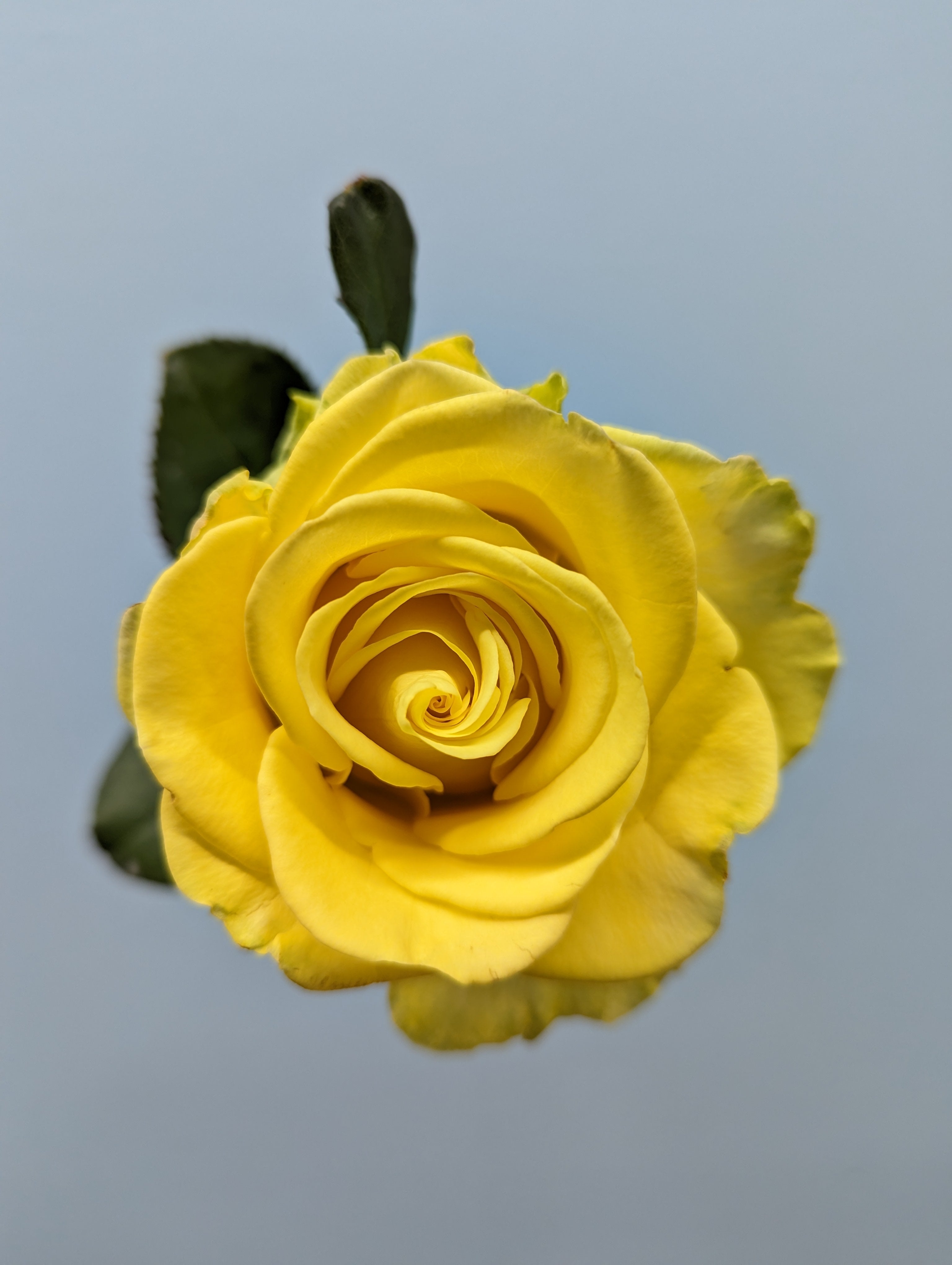Penny Lane Yellow Rose