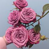 Purple Queen Rose Spray