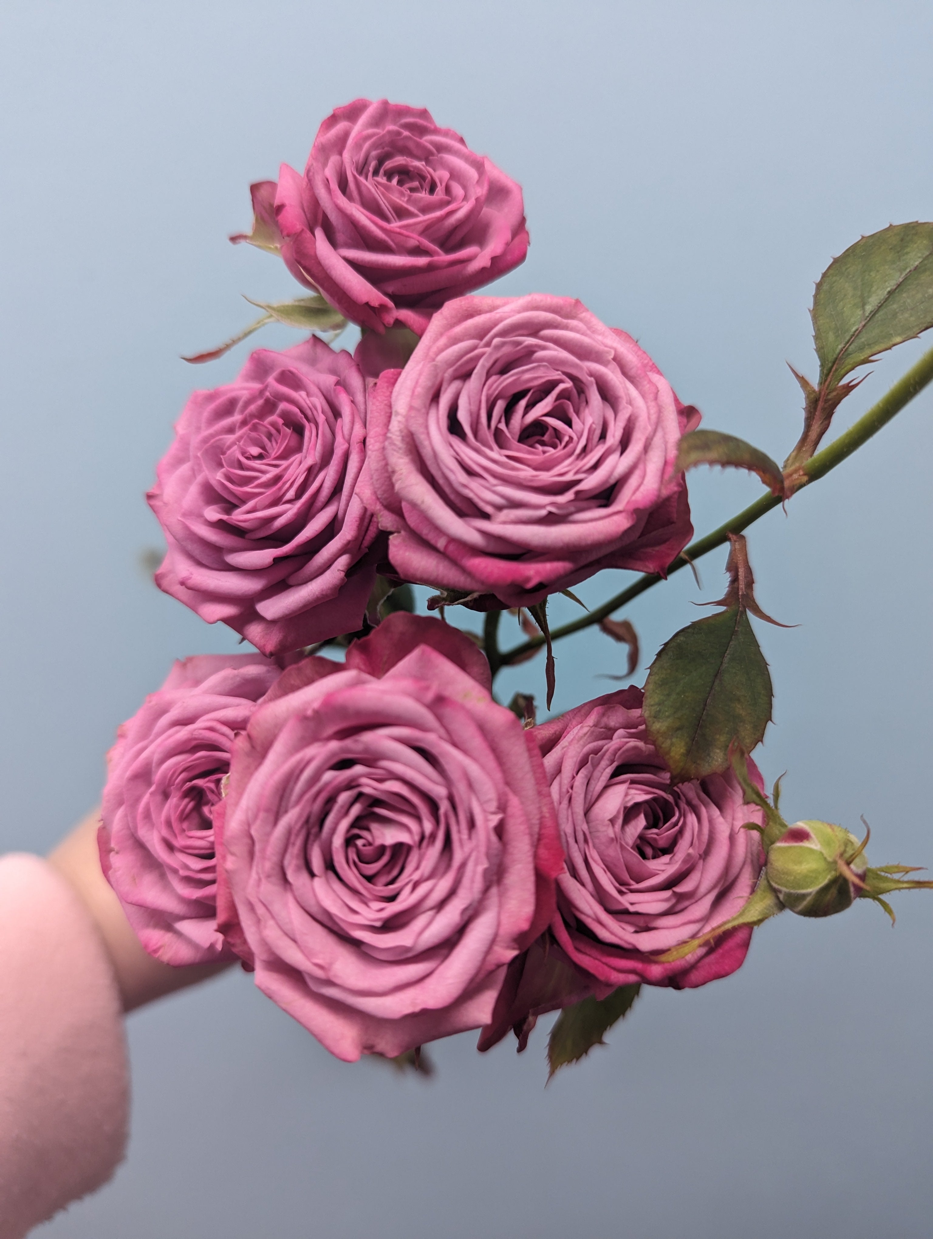 Purple Queen Rose Spray