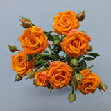 Smashing Rose Spray Orange