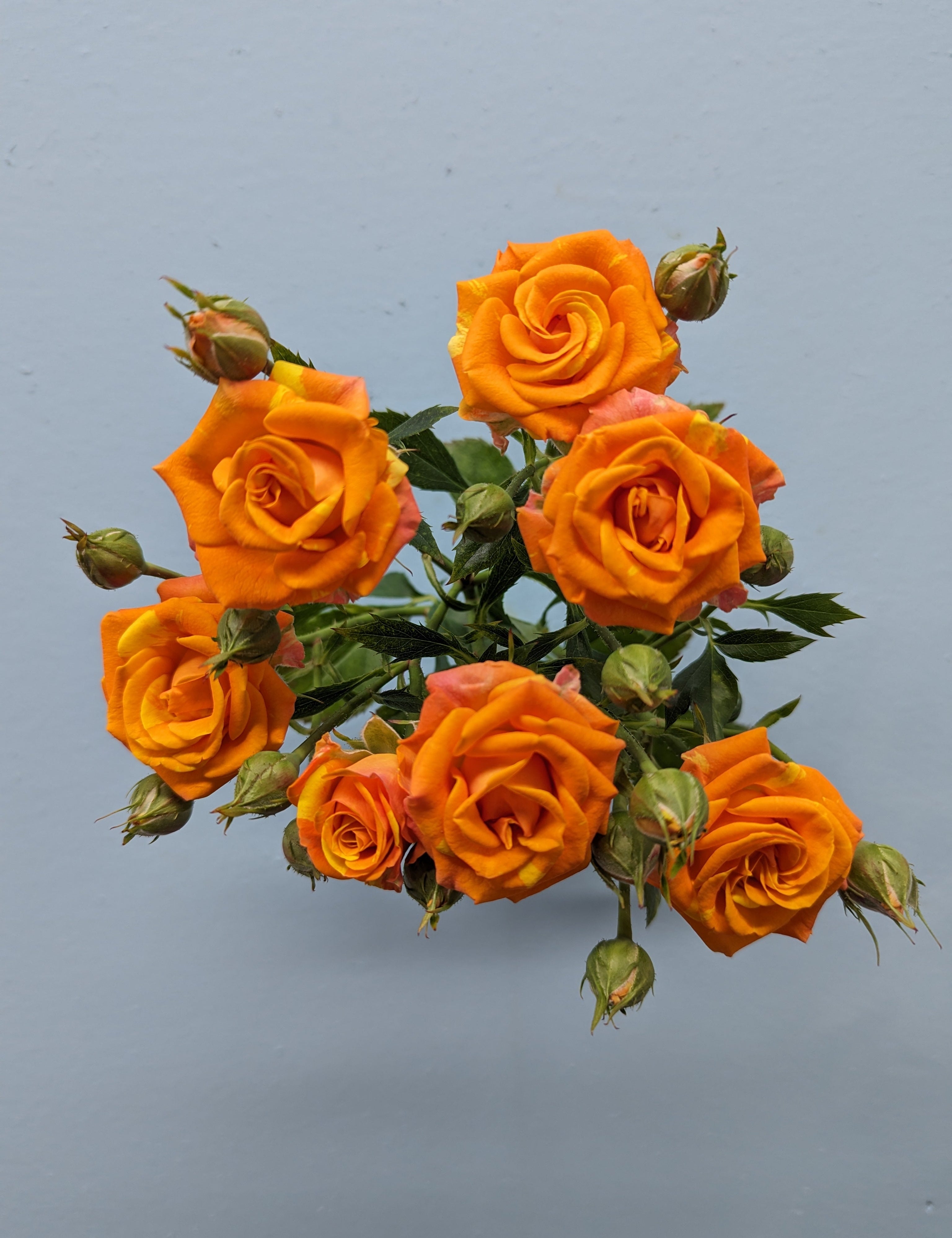 Smashing Rose Spray Orange