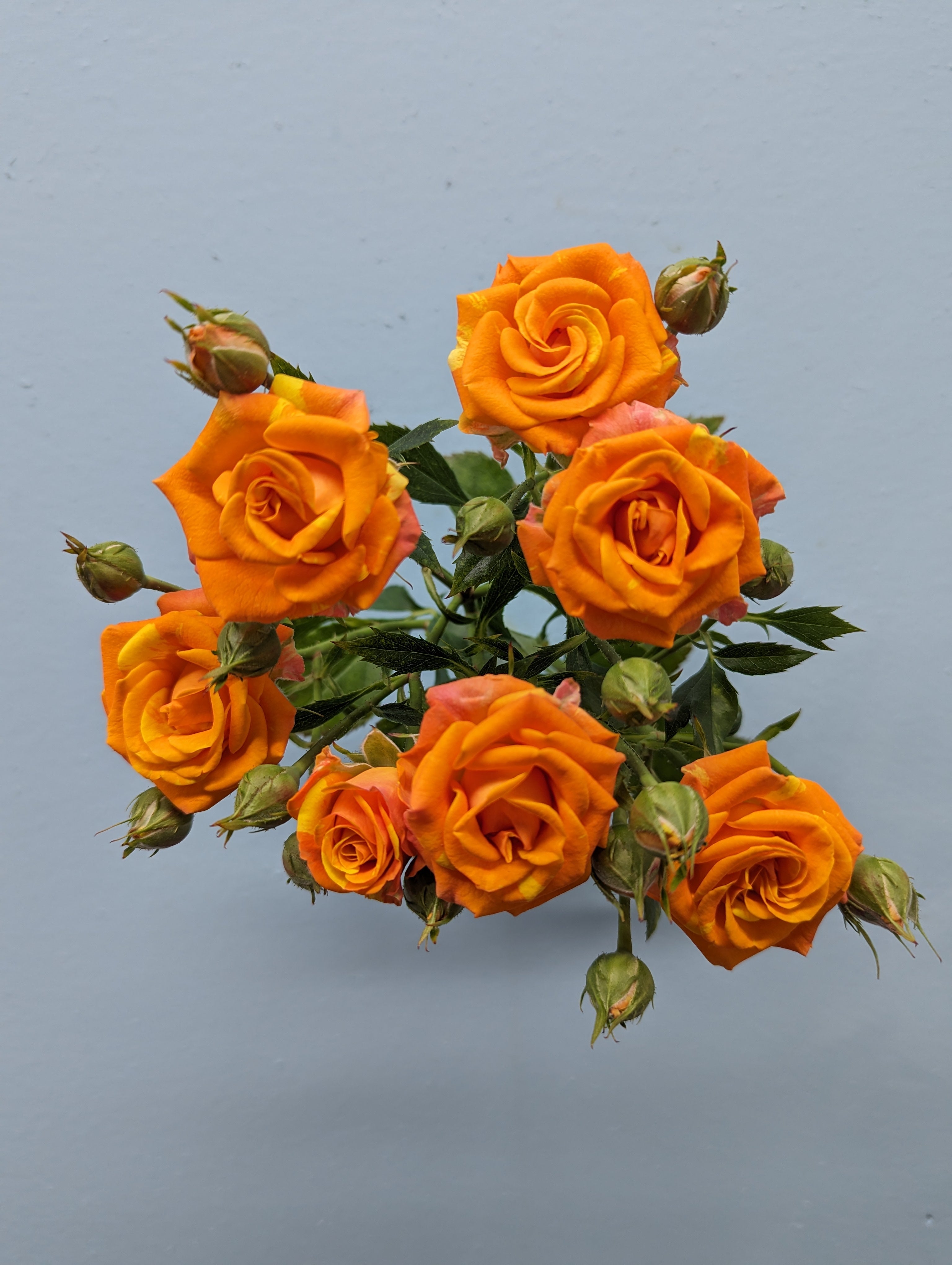 Smashing Rose Spray Orange