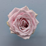 Sweet Avalanche Soft Pink Rose
