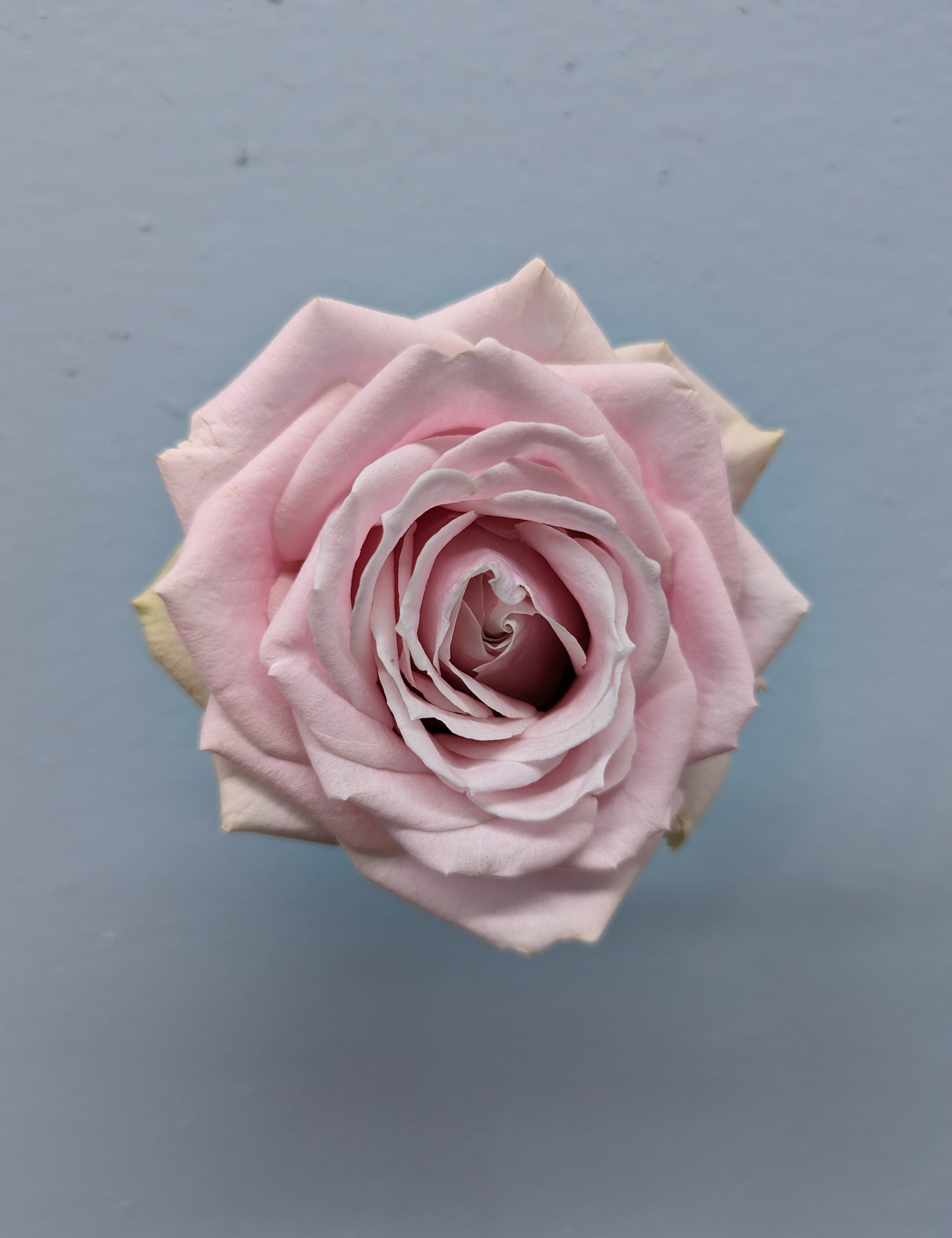 Sweet Avalanche Soft Pink Rose