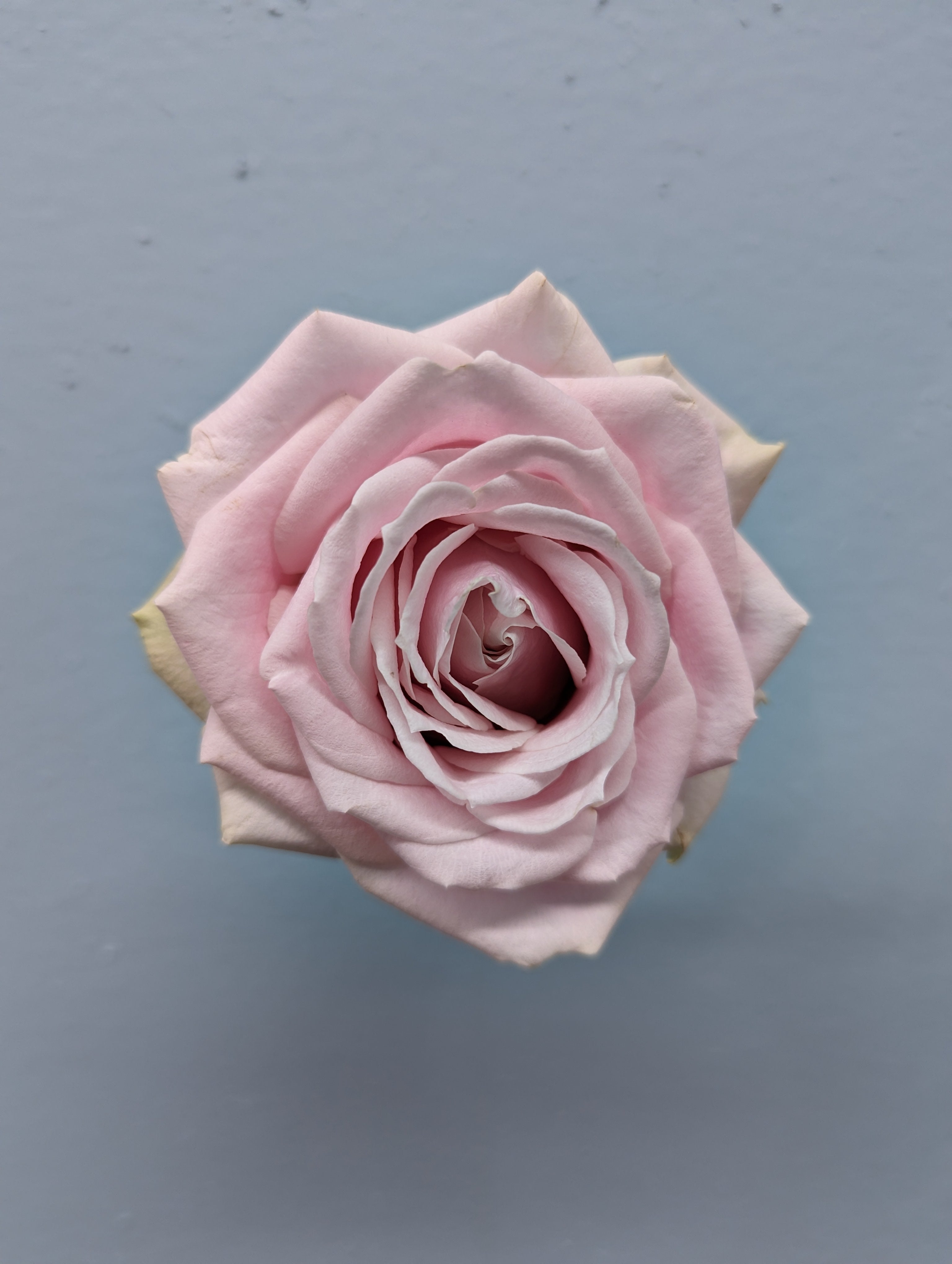 Sweet Avalanche Soft Pink Rose