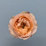 Sweet Harper Peach Garden Rose