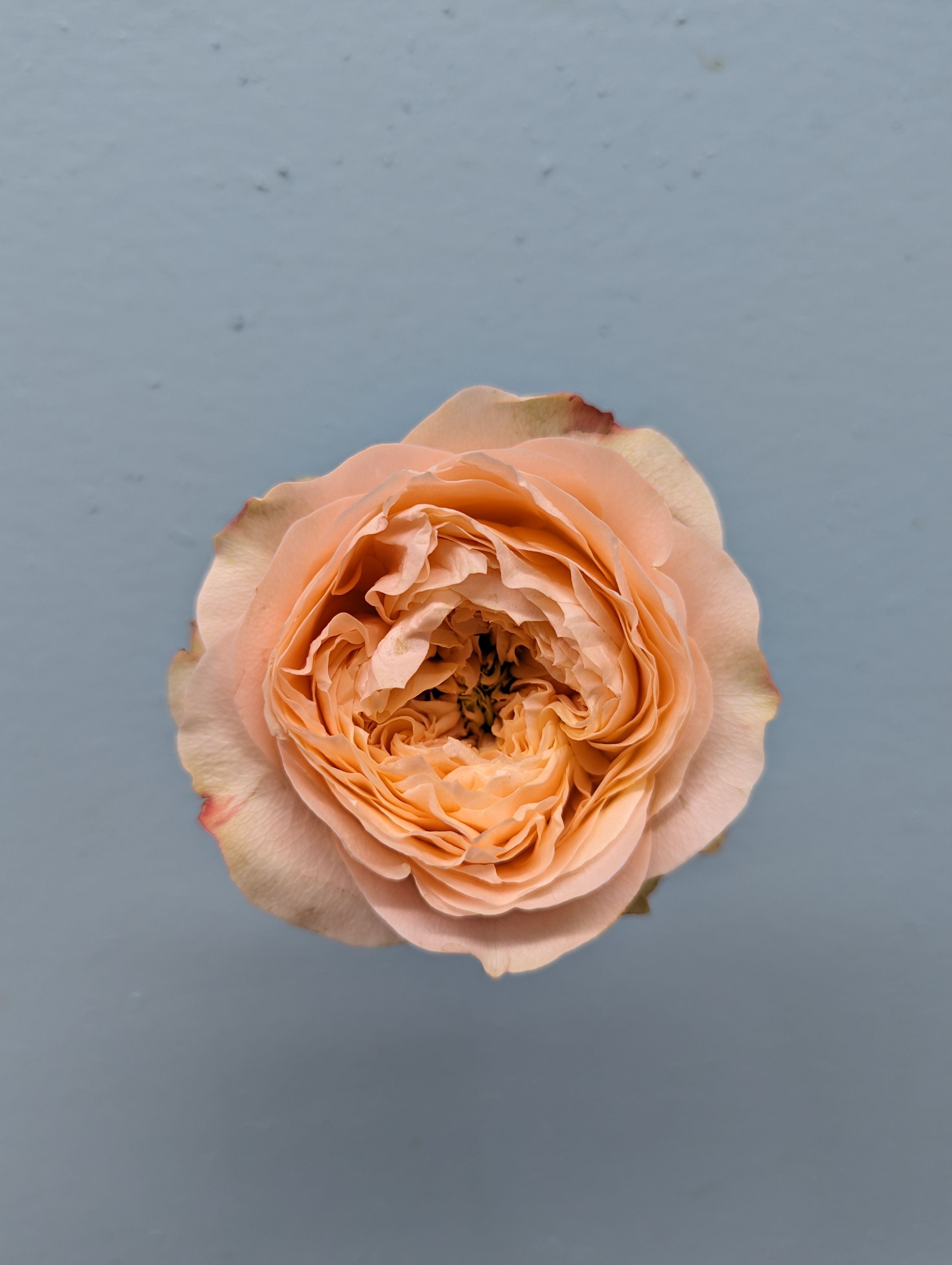 Sweet Harper Peach Garden Rose