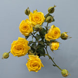 Tarantella Rose Spray