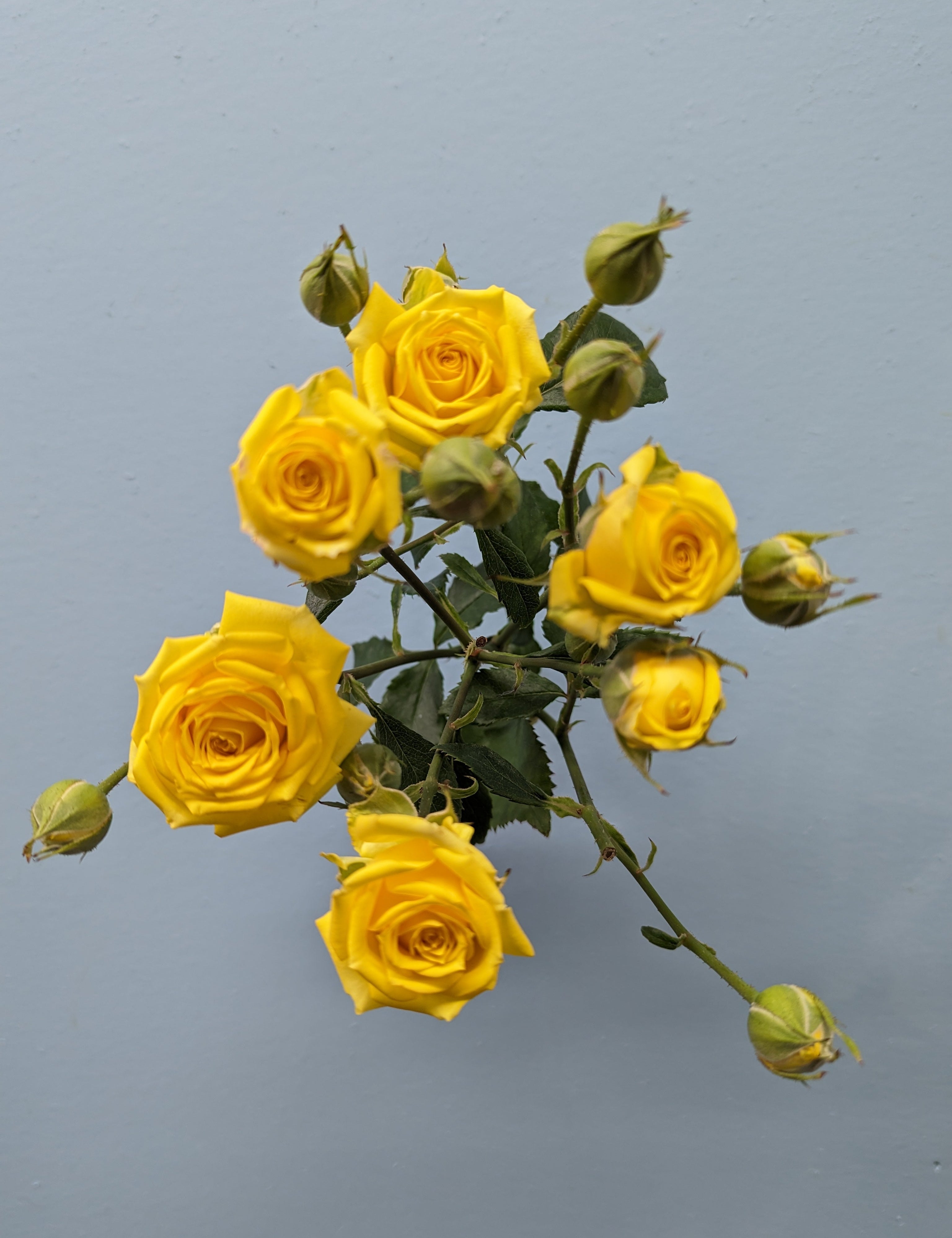 Tarantella Rose Spray