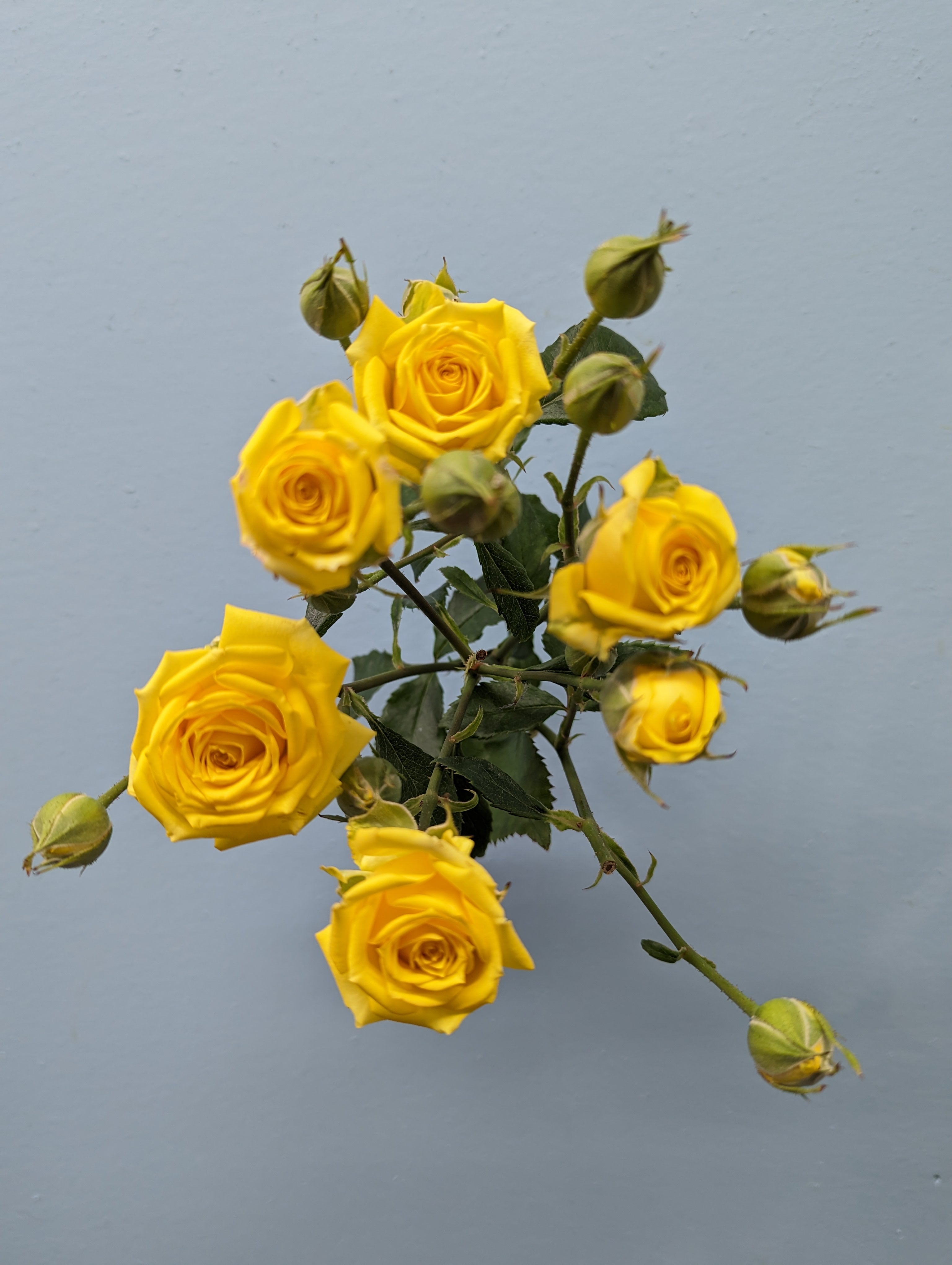 Tarantella Rose Spray