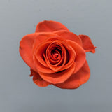 Wow Orange Rose