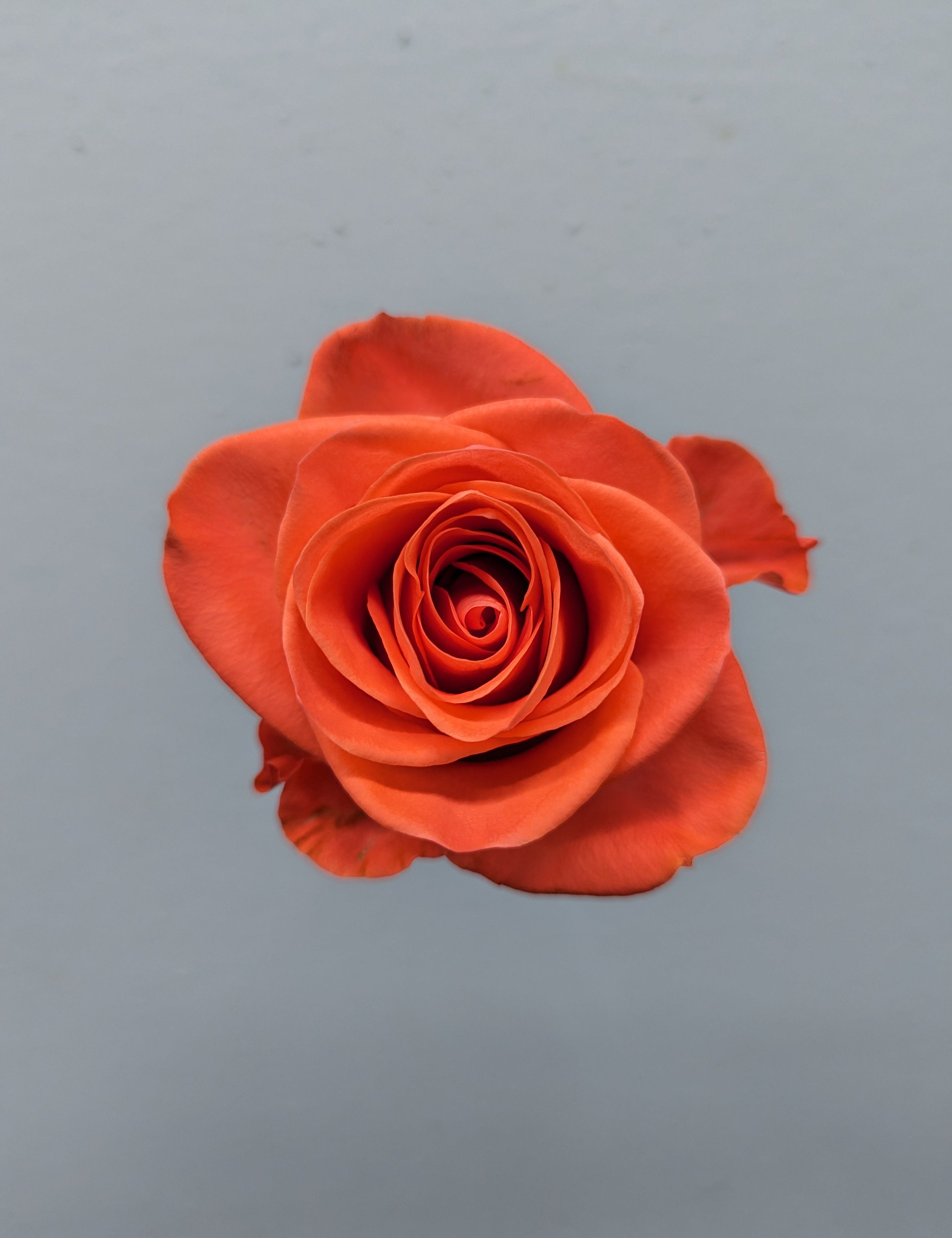 Wow Orange Rose