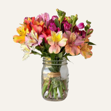 Alstroemerias Mixed Bunch 15 Stems