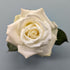 Avalanche white Rose