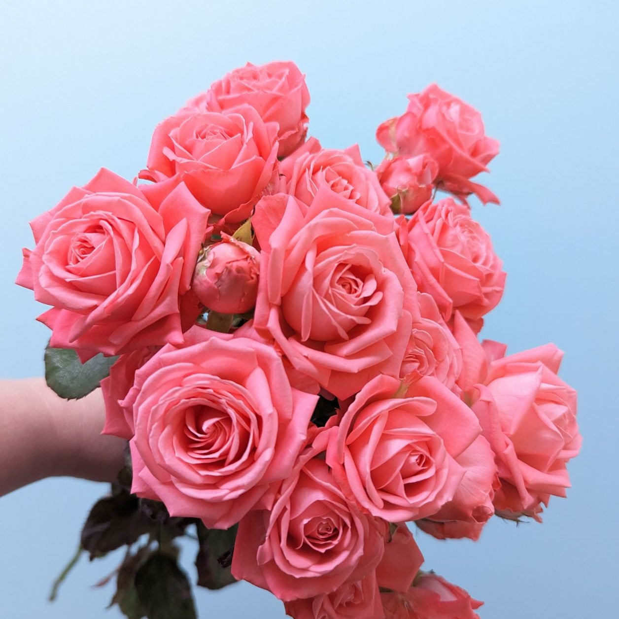 Barbados Rose Spray Pink