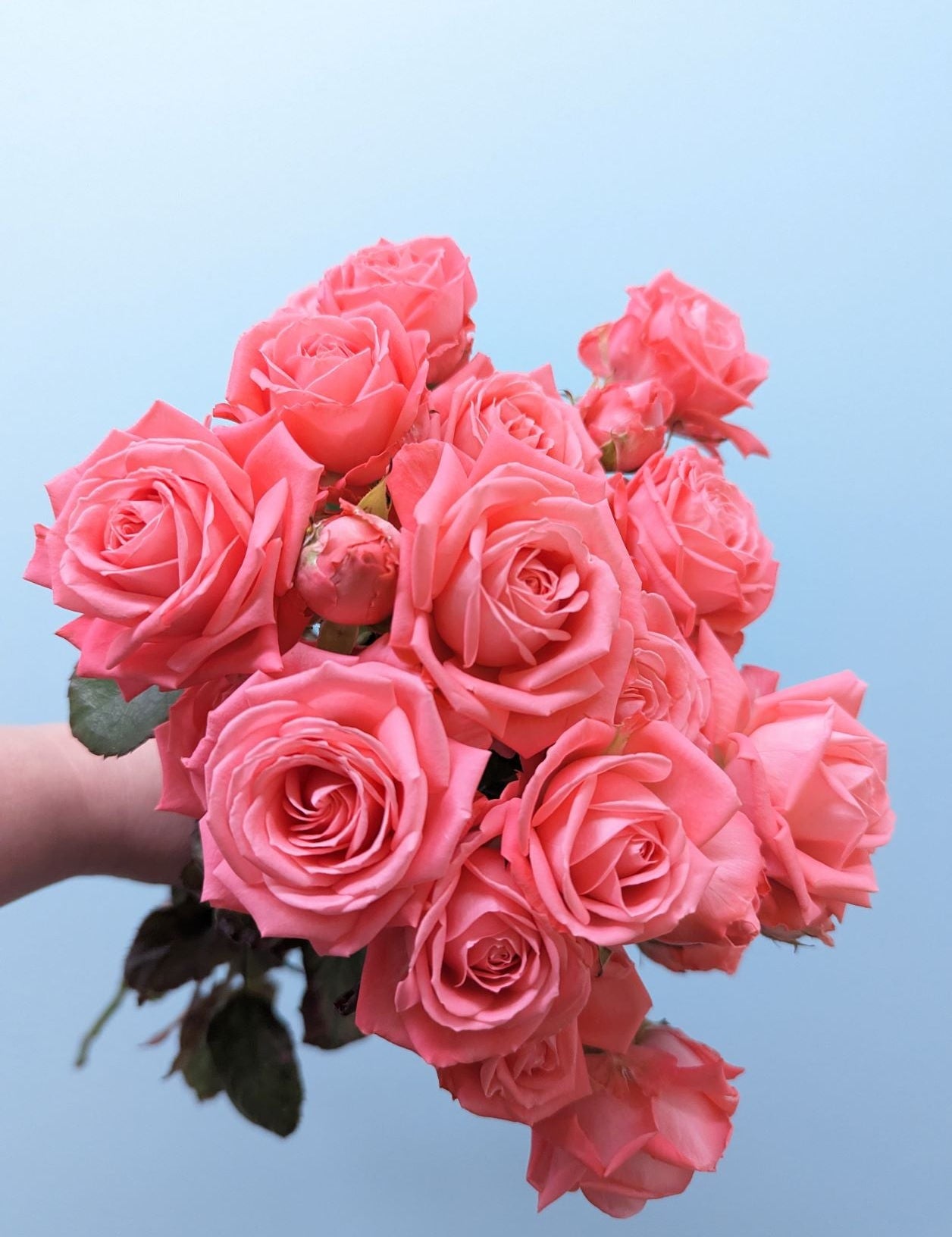 Barbados Rose Spray Pink