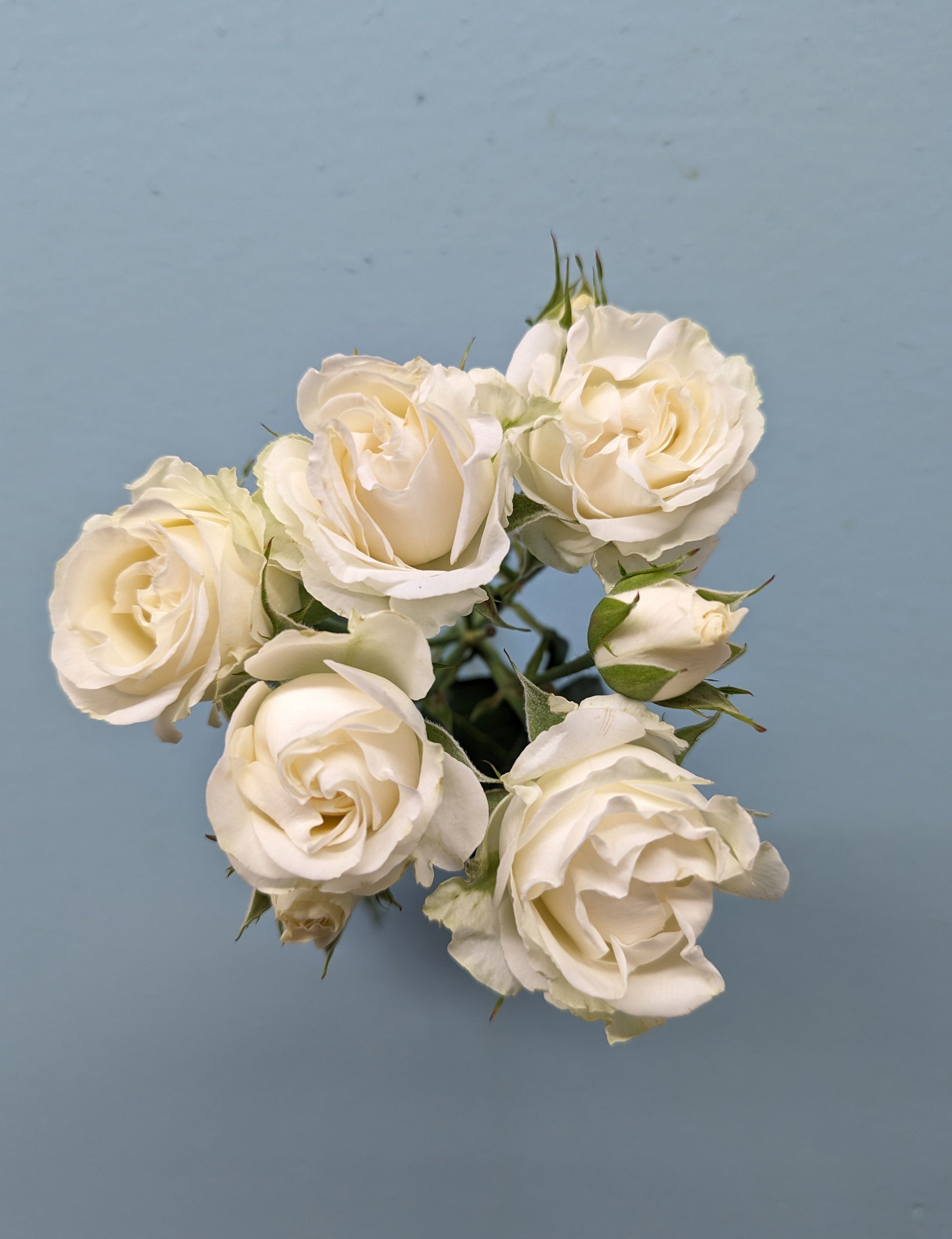 Belarus White Rose Spray