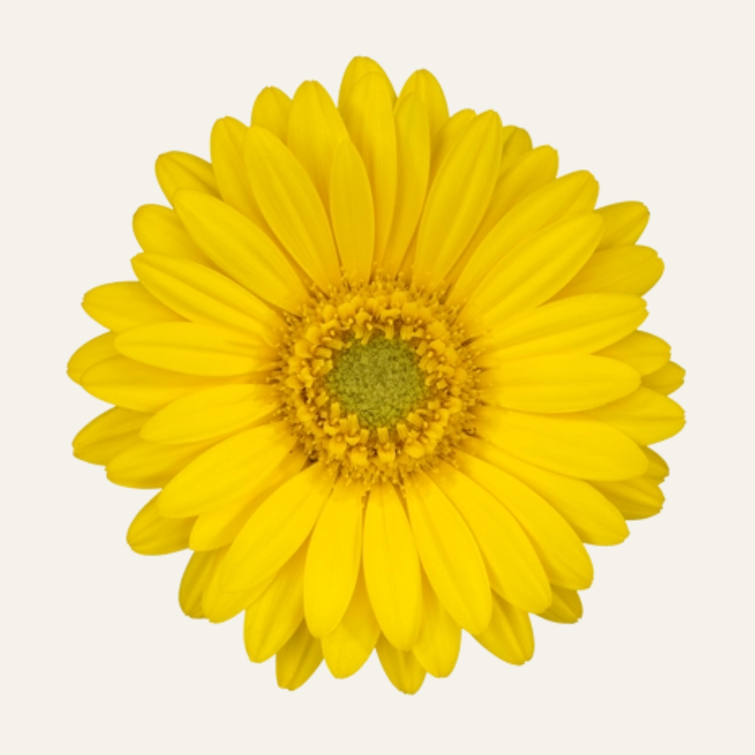 Outdoor Gerberas - Sunshapers [PRE-ORDER]